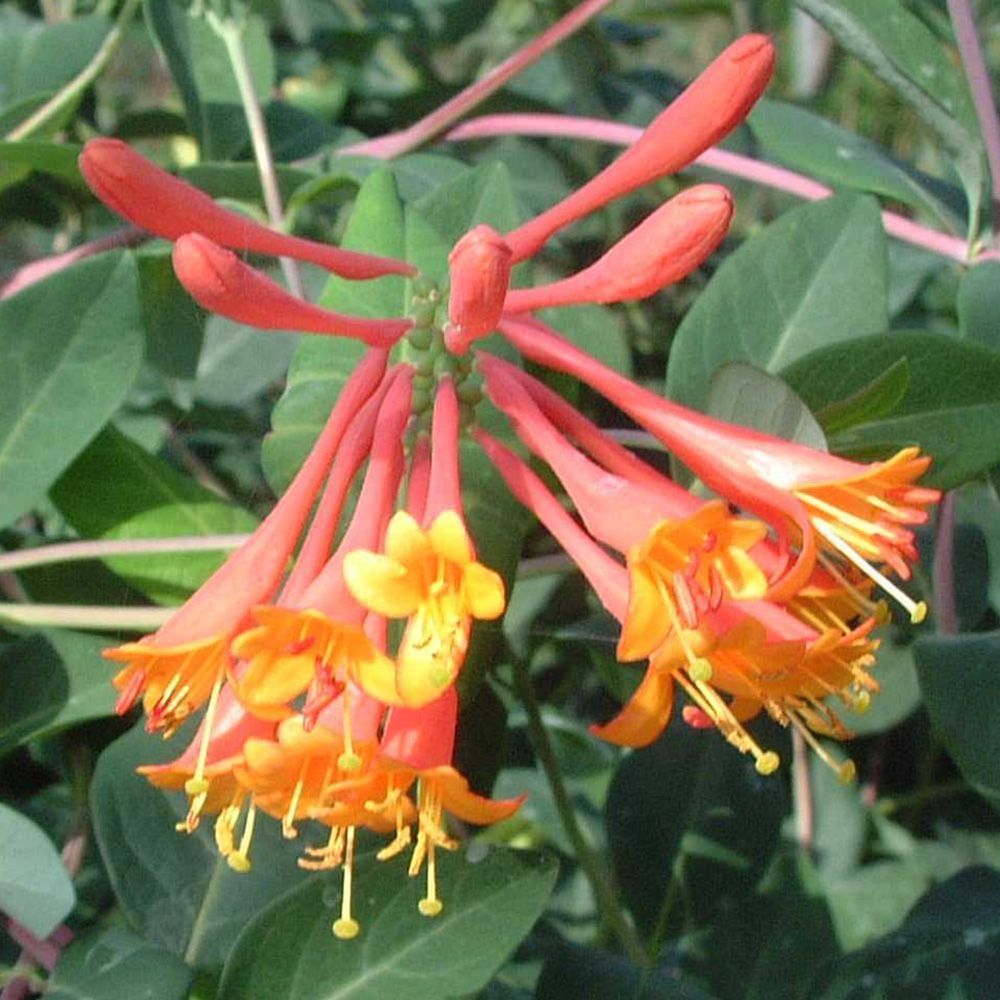 Lonicera brownii Dropmore Scarlet